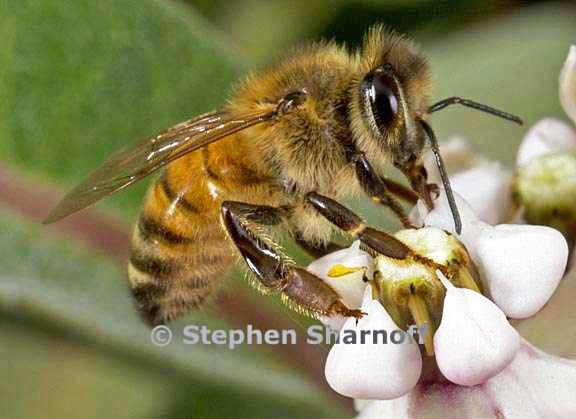 bee asclepias 3 graphic